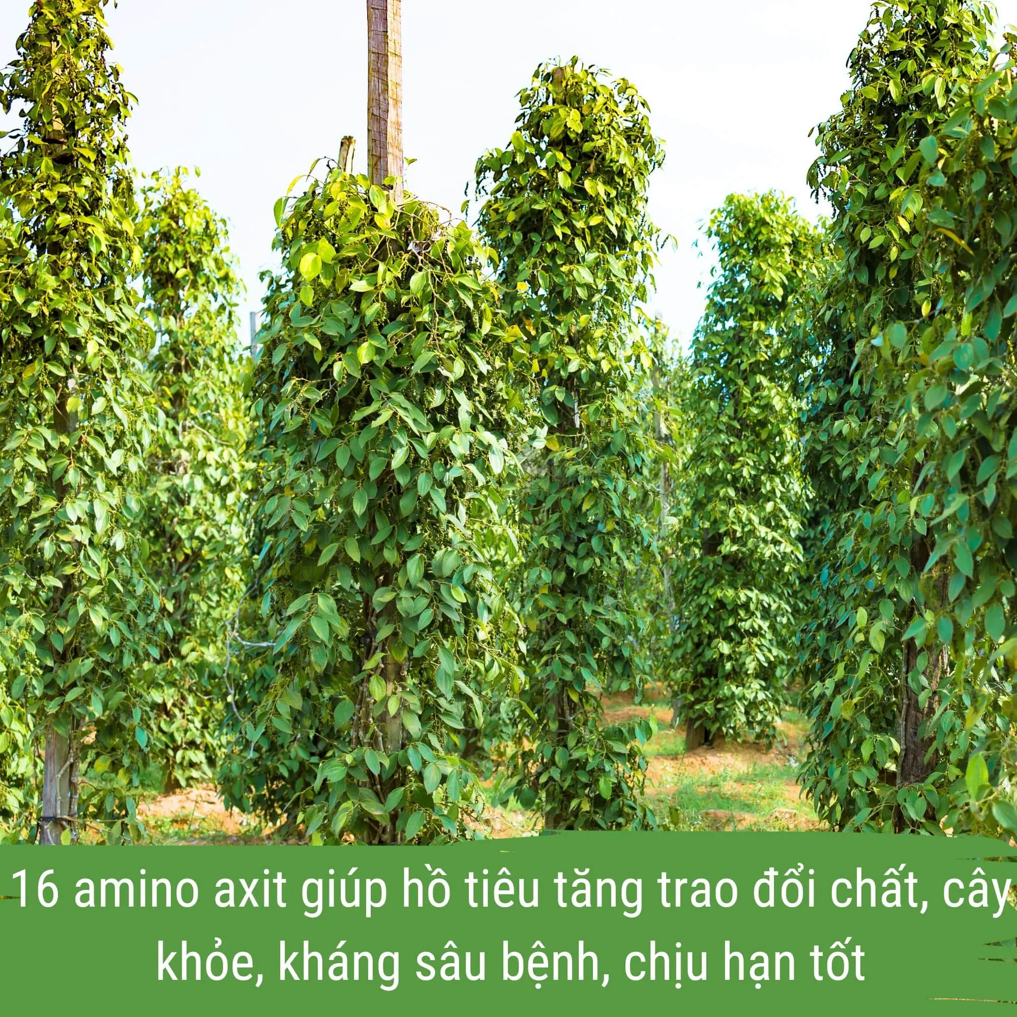 phân bón hồ tiêu - dịch đạm cá cô đặc japi bio