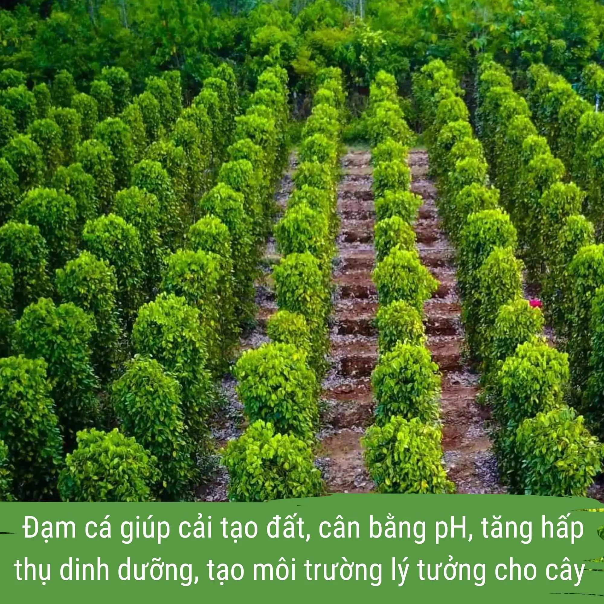 phân bón hồ tiêu - dịch đạm cá cô đặc japi bio