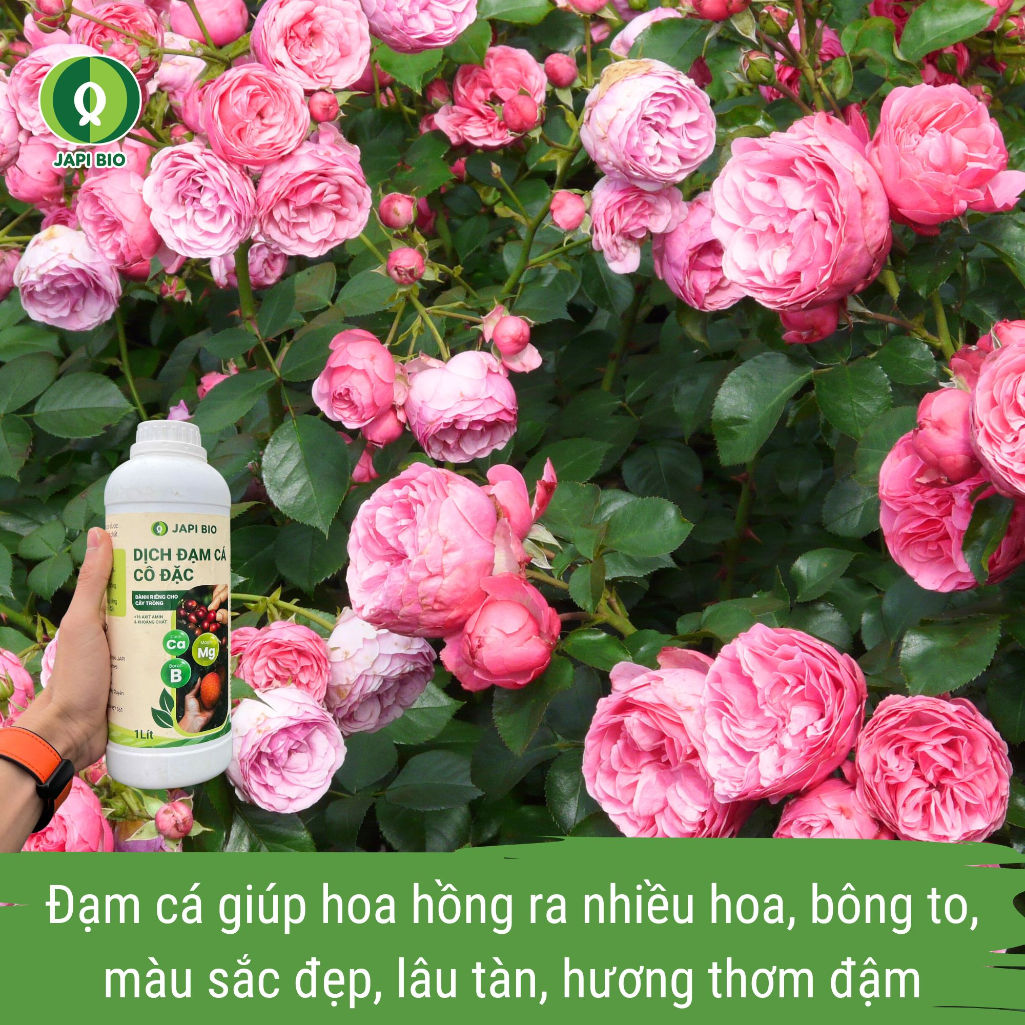 phân bón đạm cá cho hoa hồng