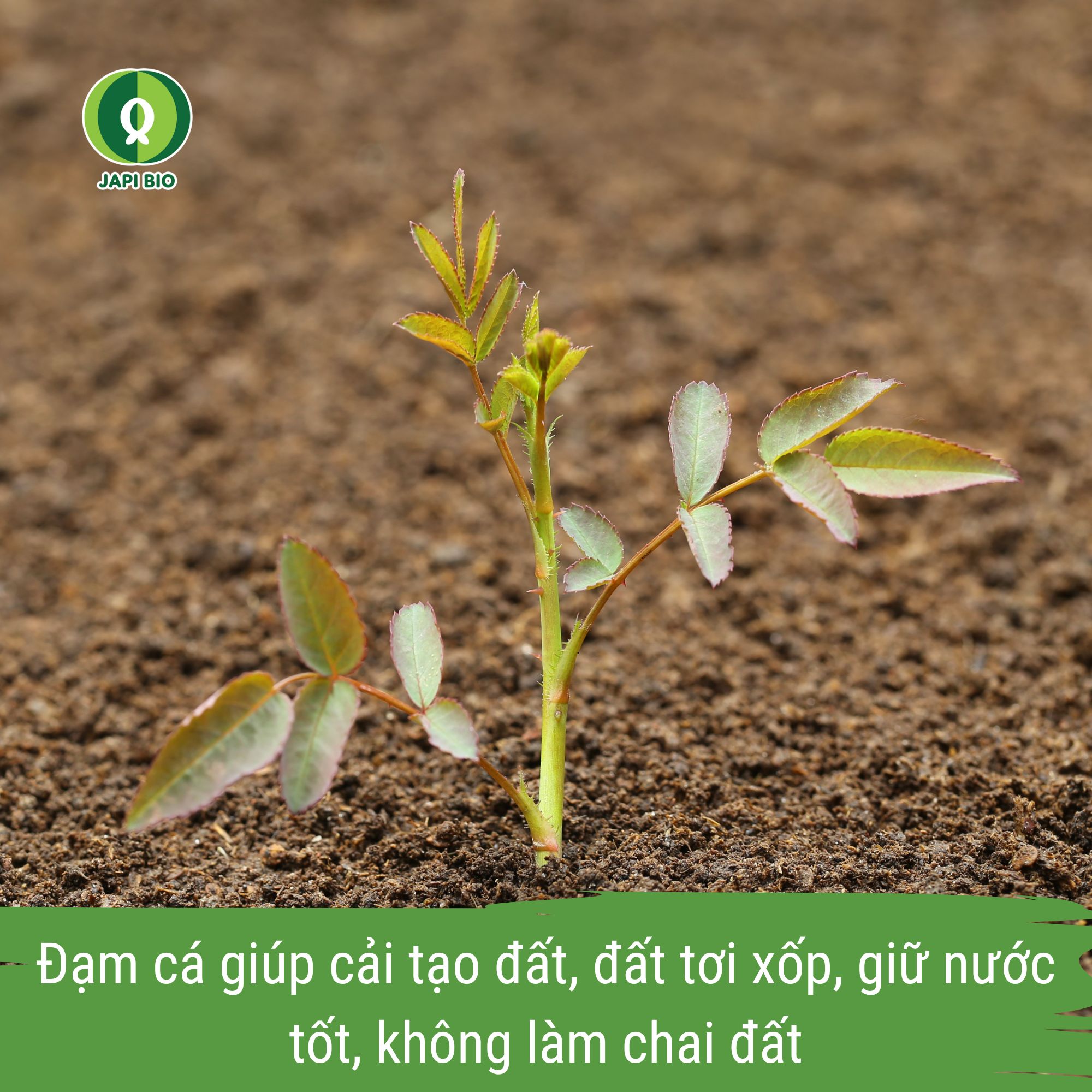 phân bón đạm cá cho hoa hồng