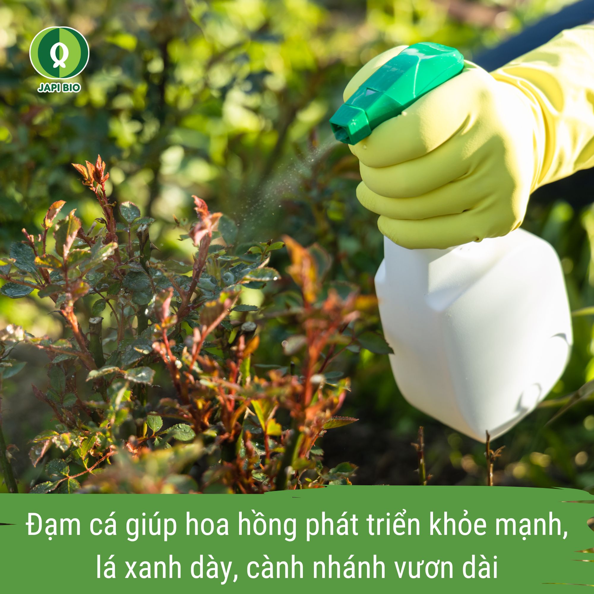 dam-ca-amino phân bón đạm cá cho hoa hồng