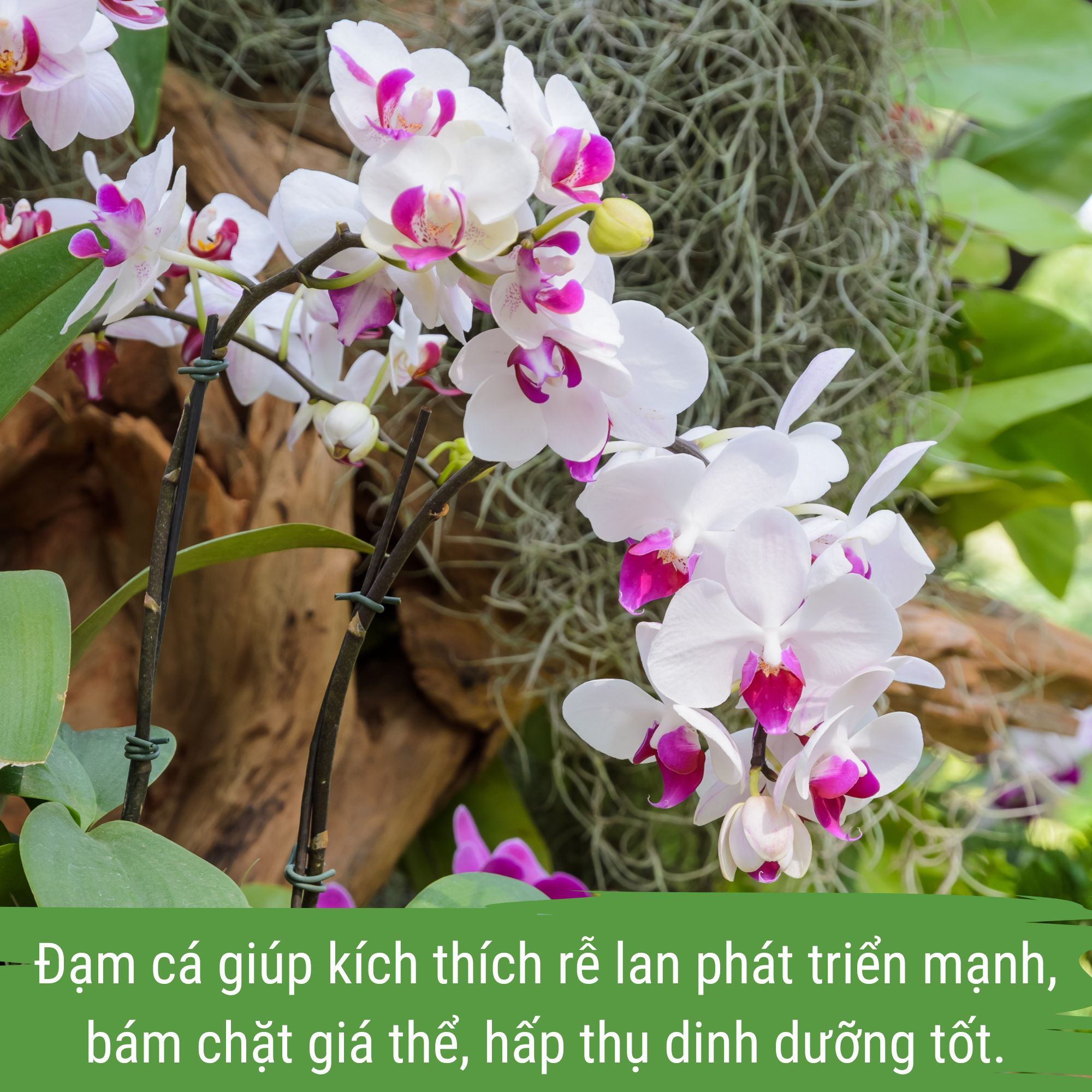 phân bón hoa lan - đạm cá japi bio