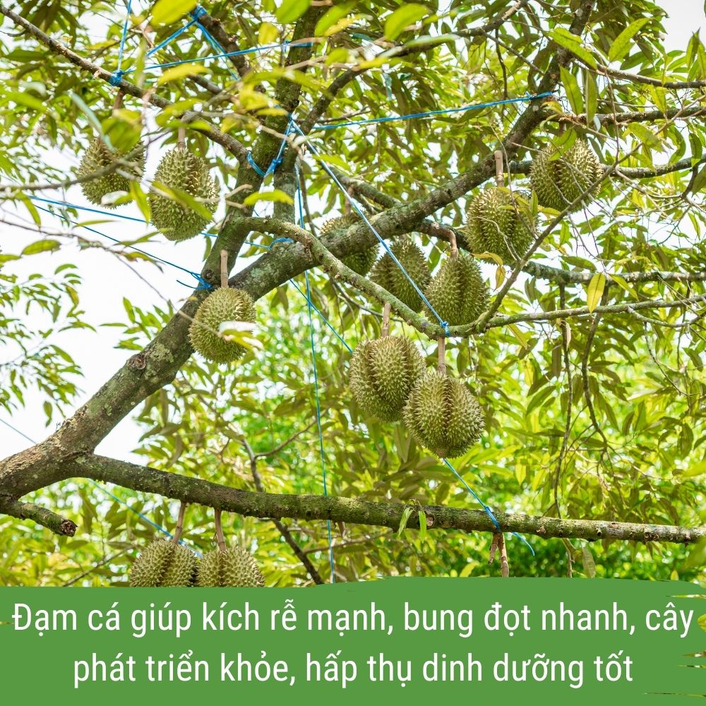 phân bón sầu riêng - dịch đạm cá japi bio