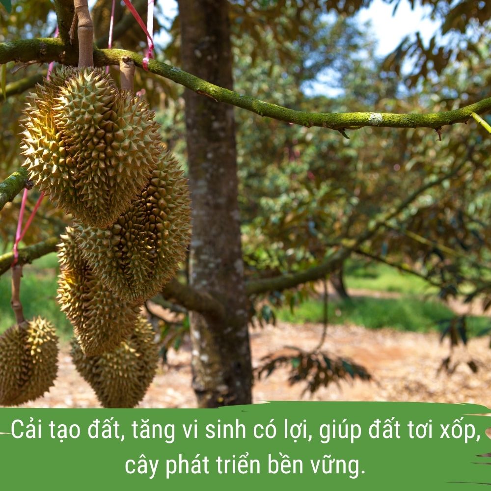 phân bón sầu riêng - dịch đạm cá japi bio