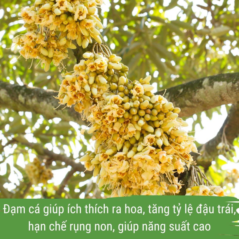 phân bón sầu riêng - dịch đạm cá japi bio