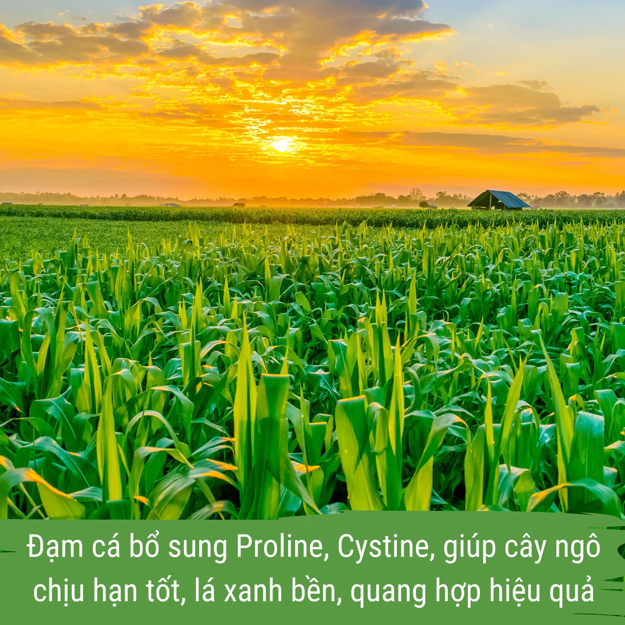 đạm cá cho cây ngô - japi bio can 1 lít