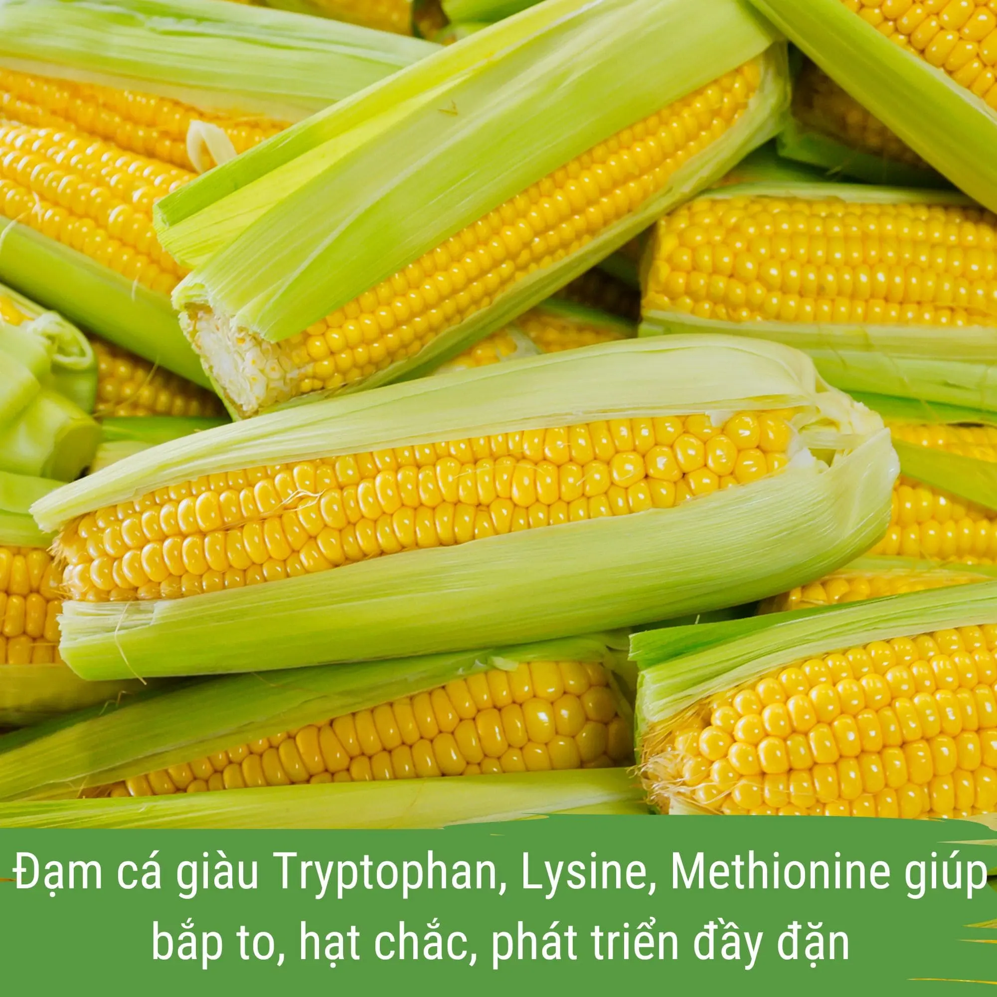 đạm cá cho cây ngô - japi bio can 1 lít