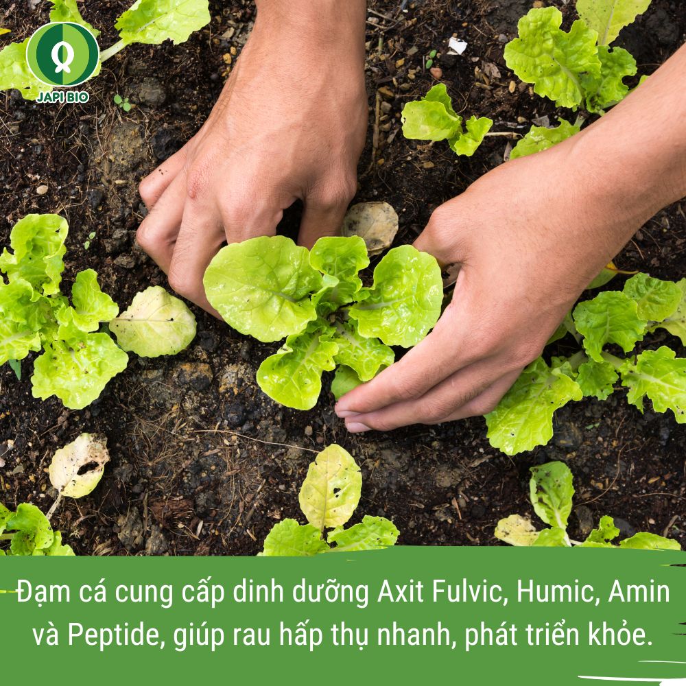 tác dụng của đạm cá với rau xanh