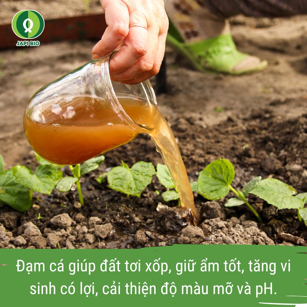 tác dụng của đạm cá với rau xanh