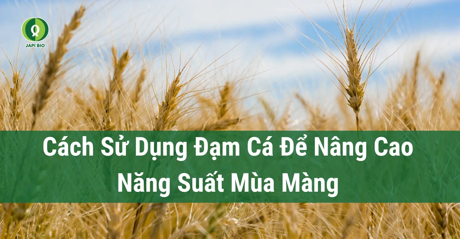 dam-ca-amino cách sử dụng đạm cá để nâng cao năng suất mùa màng