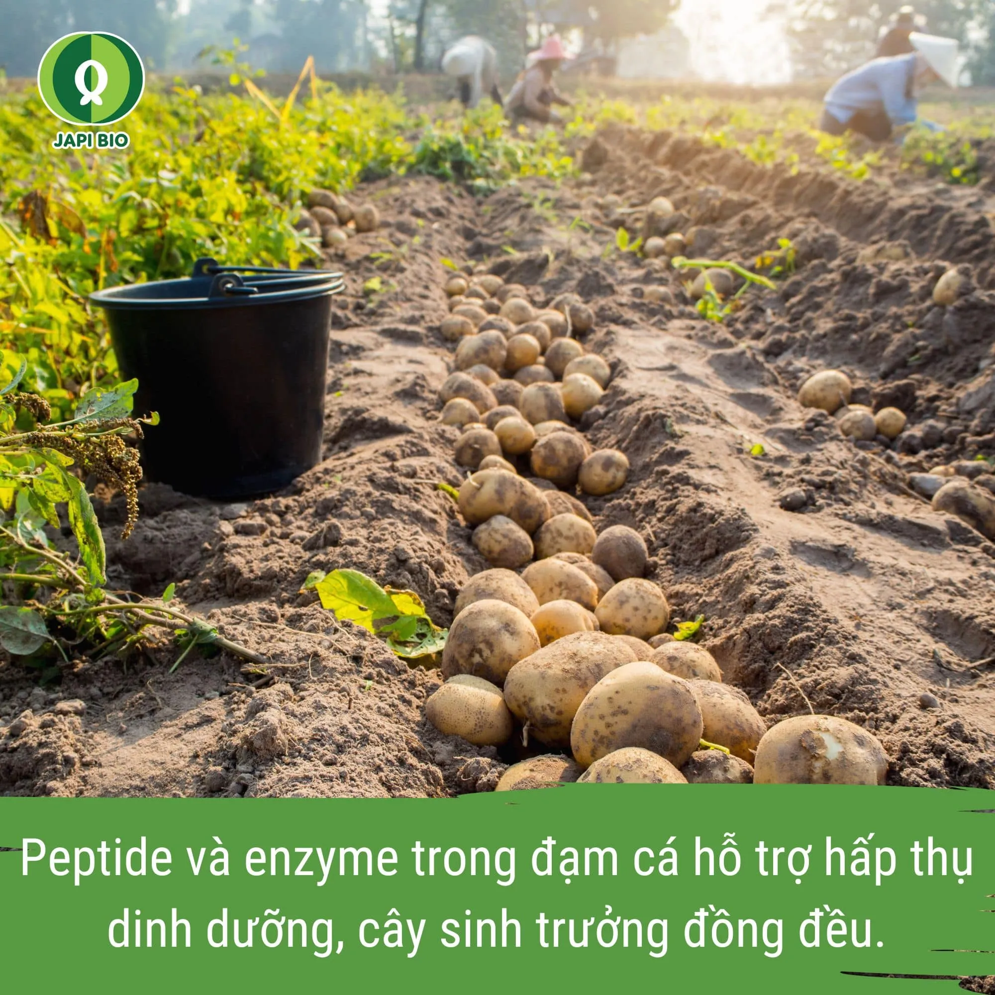 đạm cá phân bón khoai tây japi bio