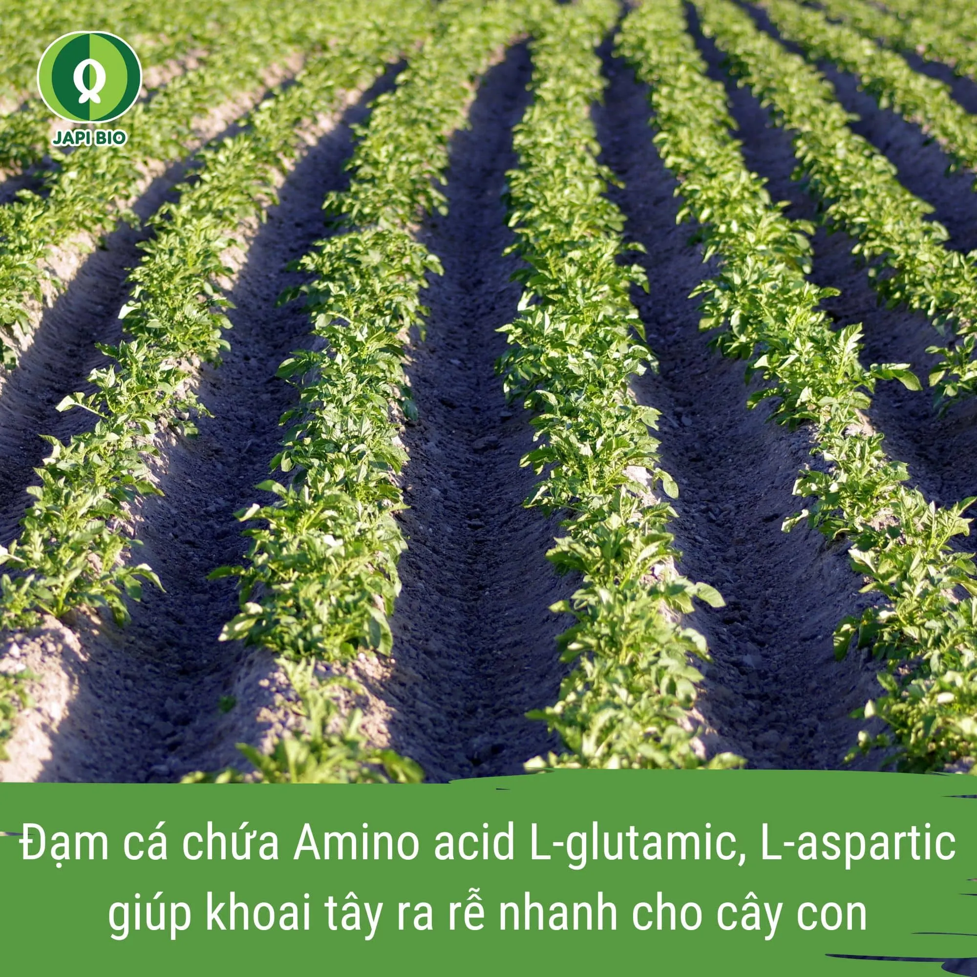 đạm cá phân bón khoai tây japi bio