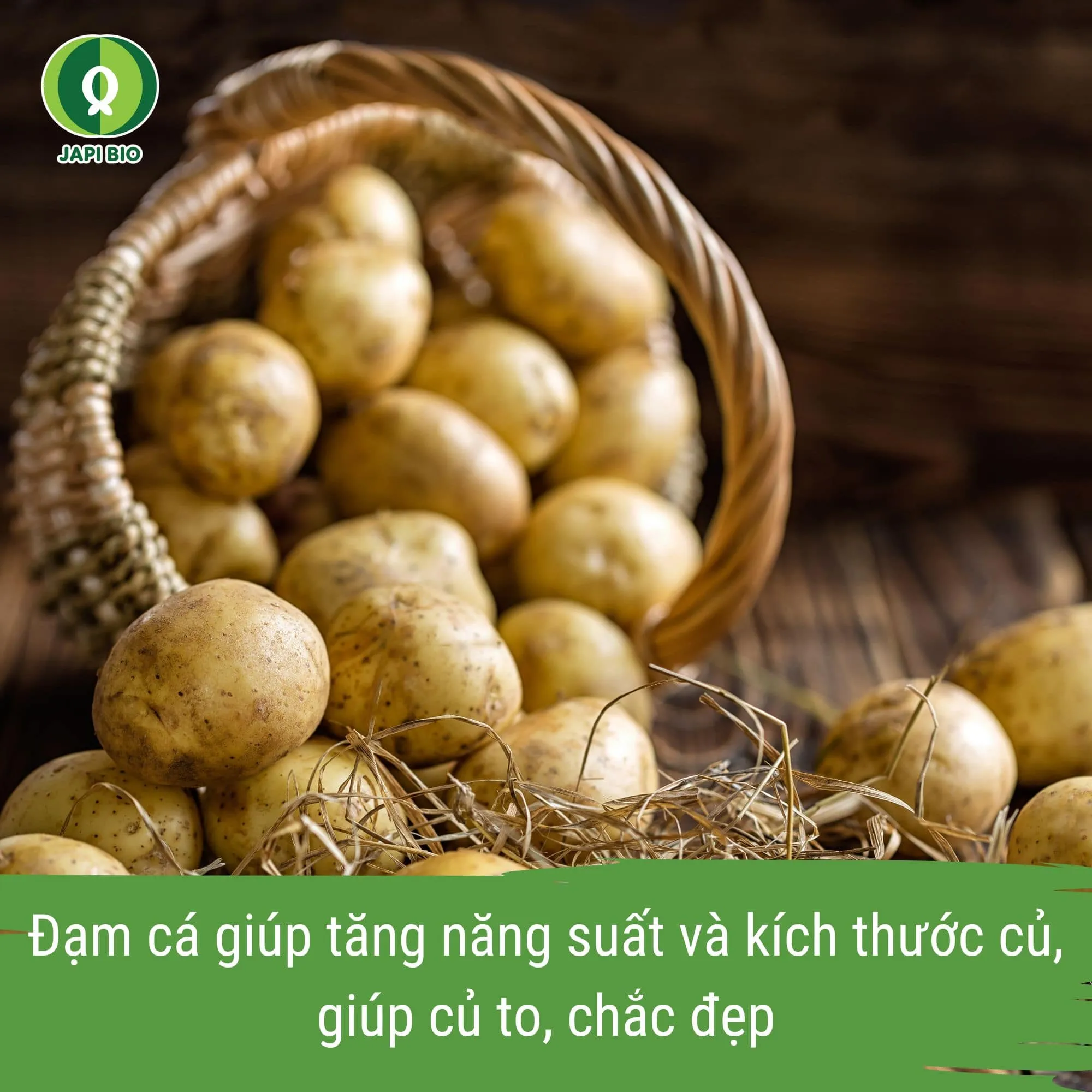 đạm cá phân bón khoai tây japi bio