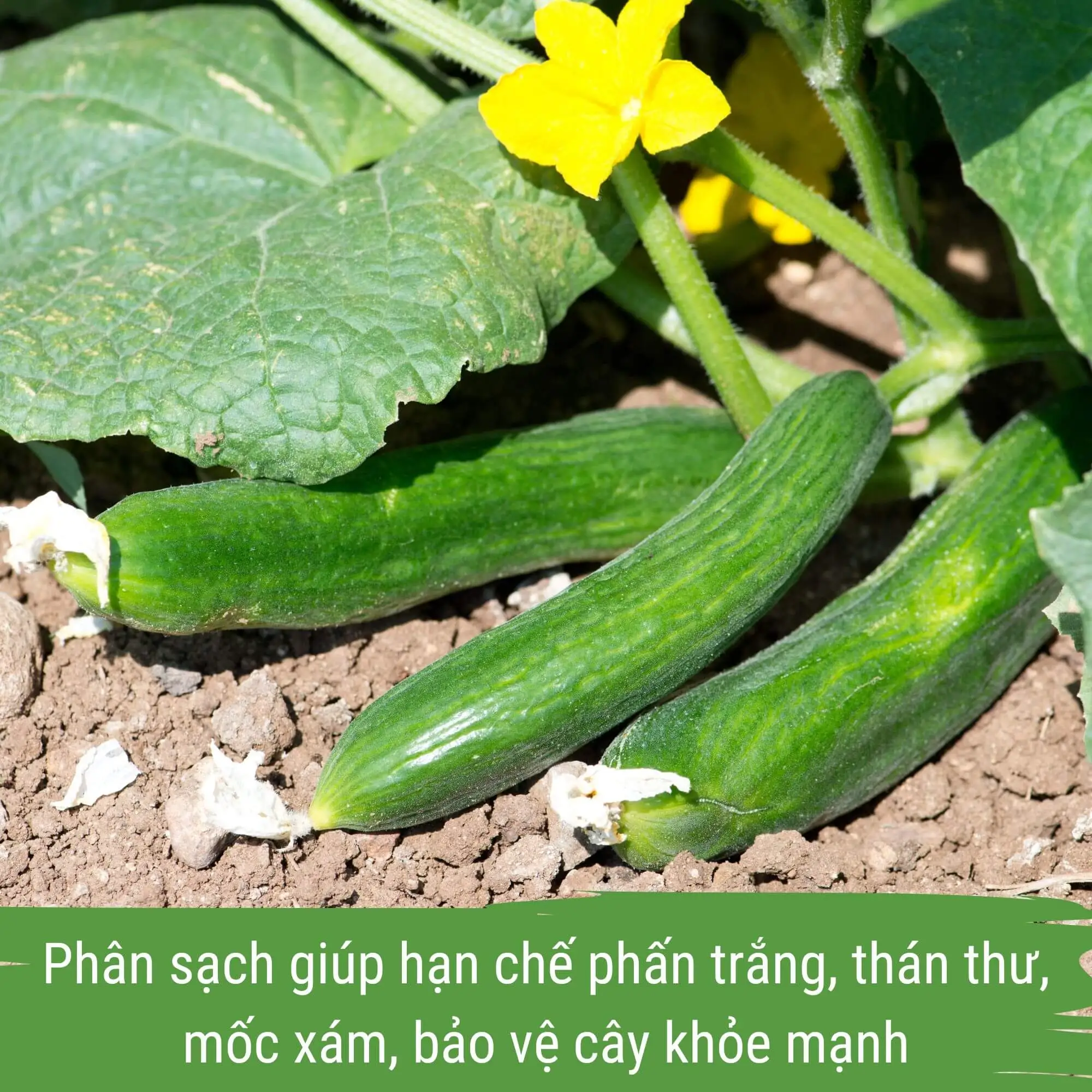 đạm cá phòng chống sâu bệnh