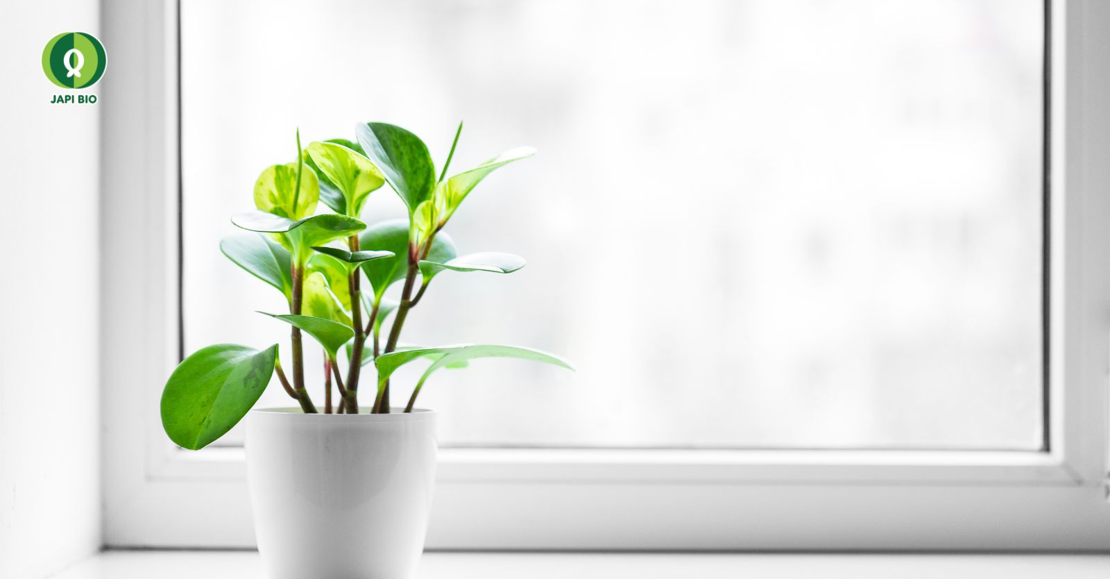 dam-ca-amino Hướng dẫn chăm sóc cây cảnh