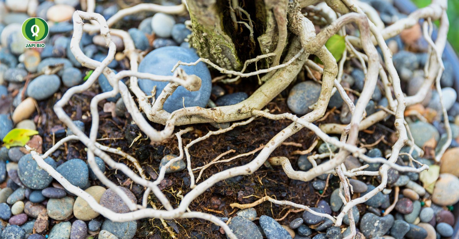 dam-ca-amino hướng dẫn chăm sóc cây cảnh