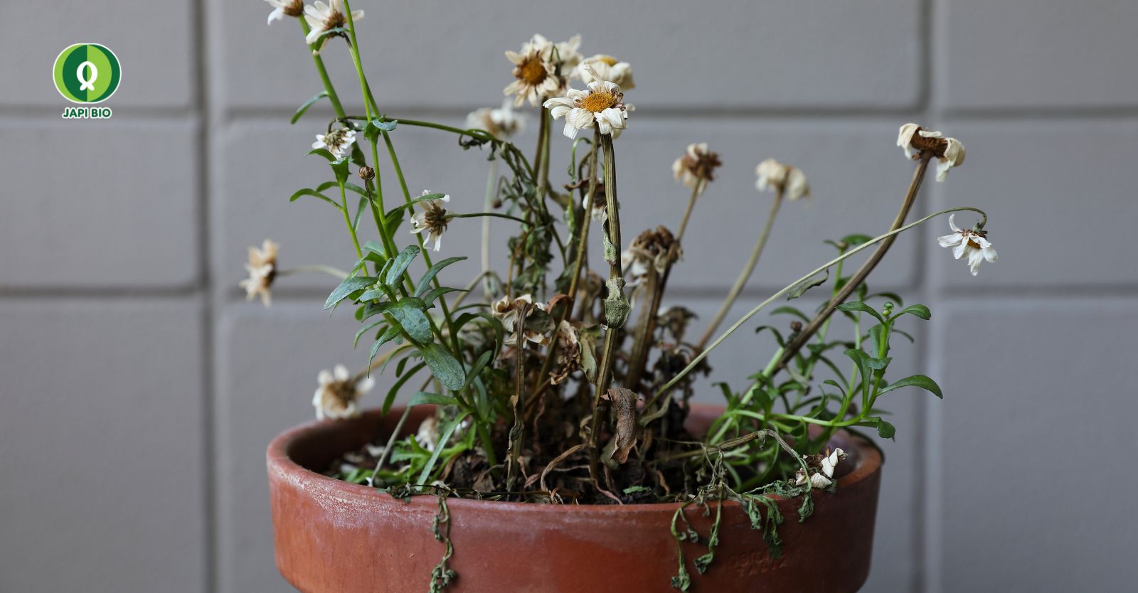 dam-ca-amino hướng dẫn chăm sóc cây cảnh