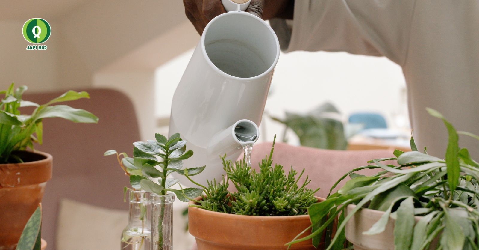 dam-ca-amino Hướng dẫn chăm sóc cây cảnh