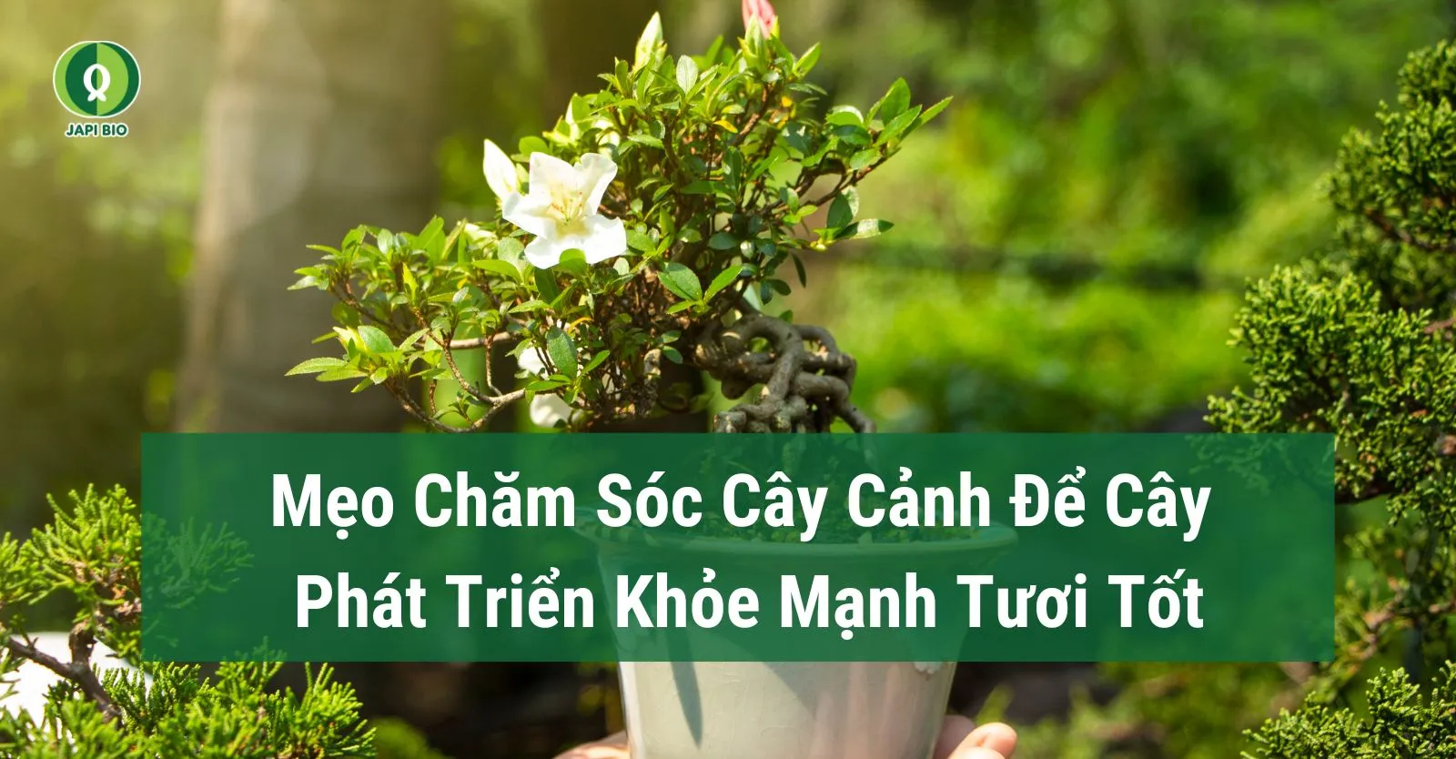 dam-ca-amino cách chăm sóc cây cảnh