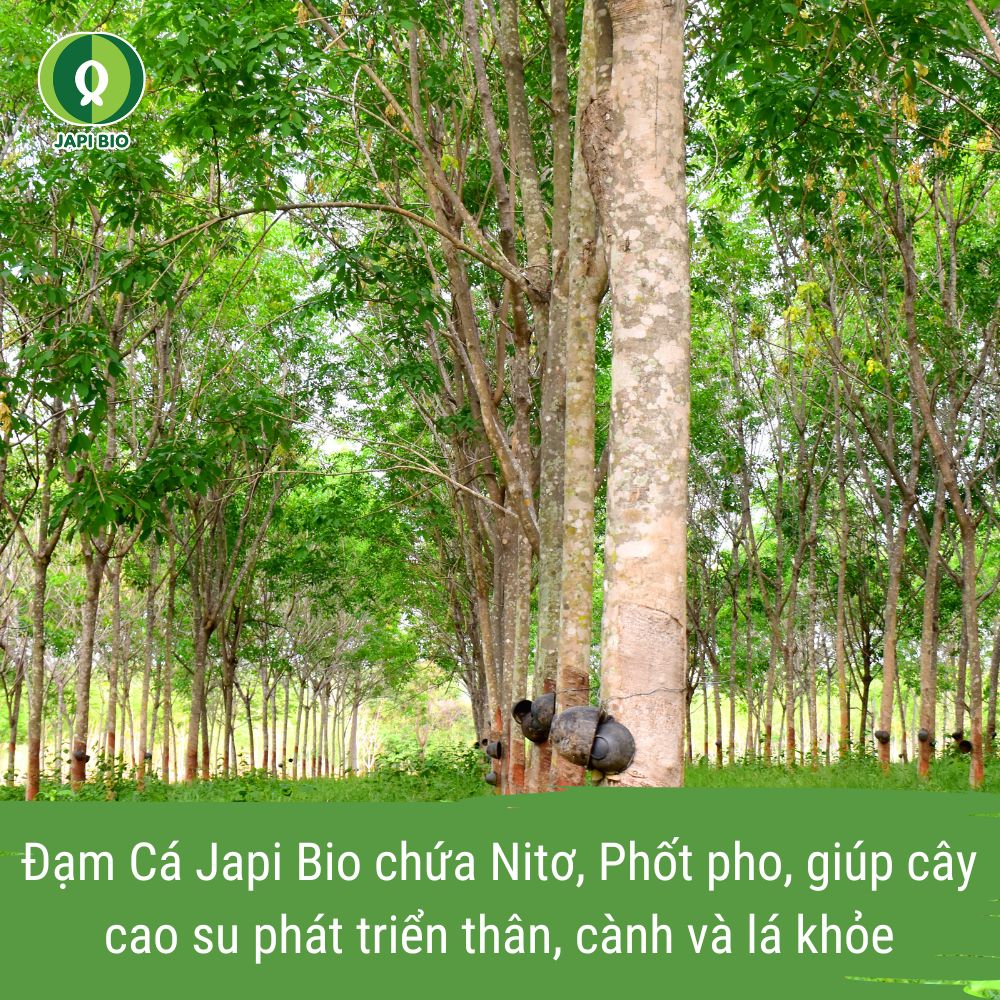 phân bón cao su - đạm cá amino japi bio