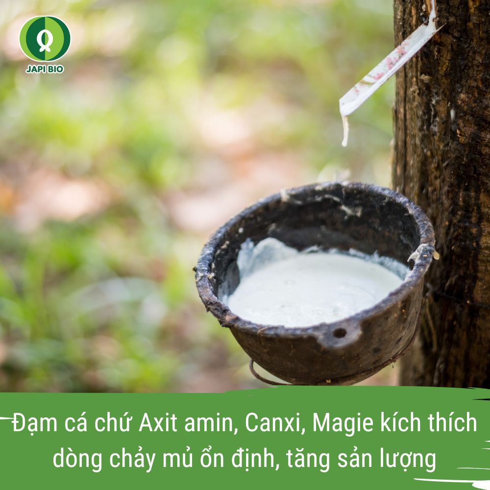 phân bón cao su - đạm cá amino japi bio