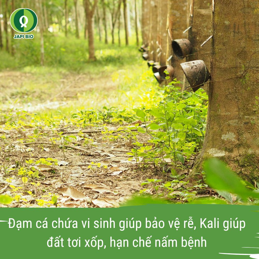 phân bón cao su - đạm cá amino japi bio