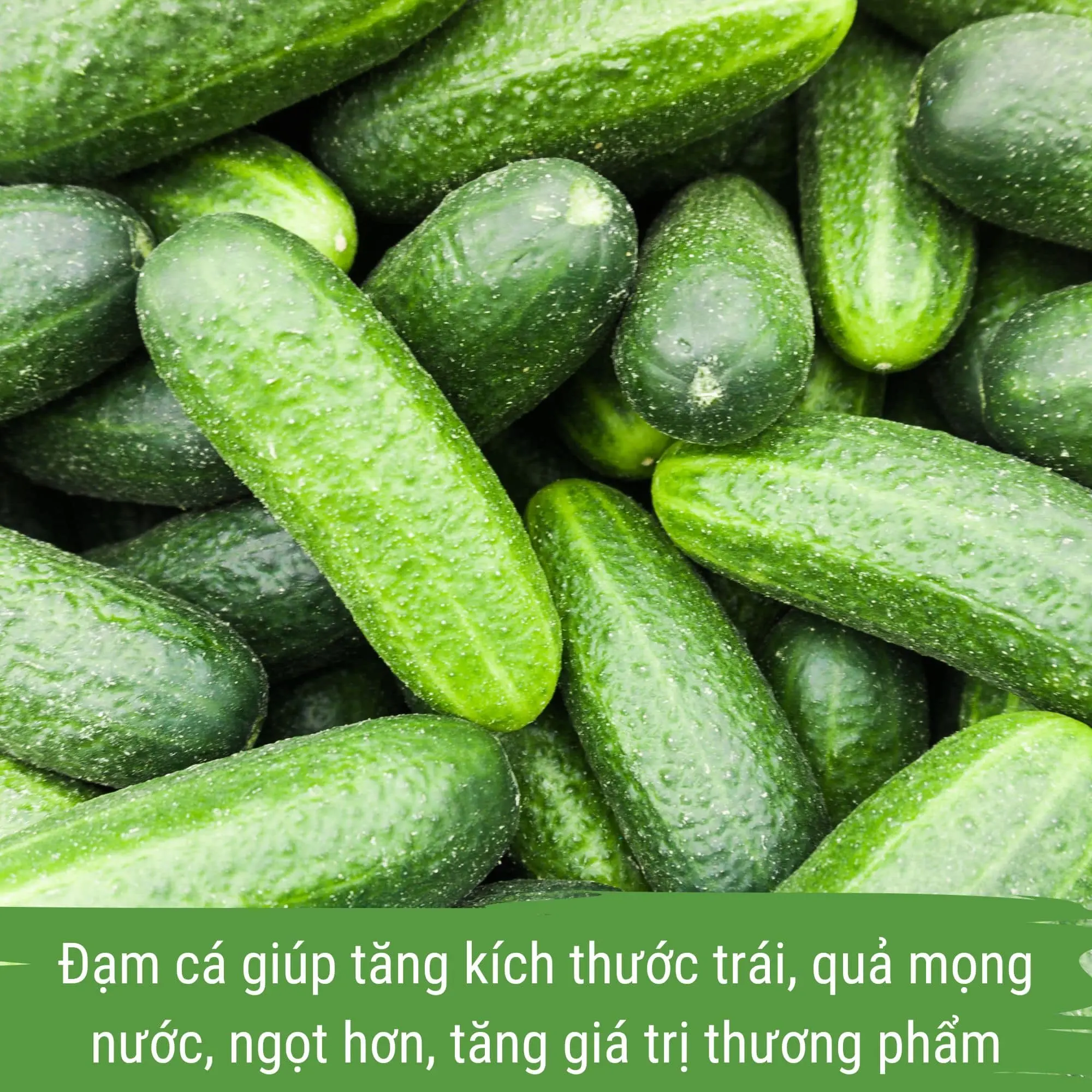 phân bón dưa leo - dịch đạm cá cô đặc japi bio