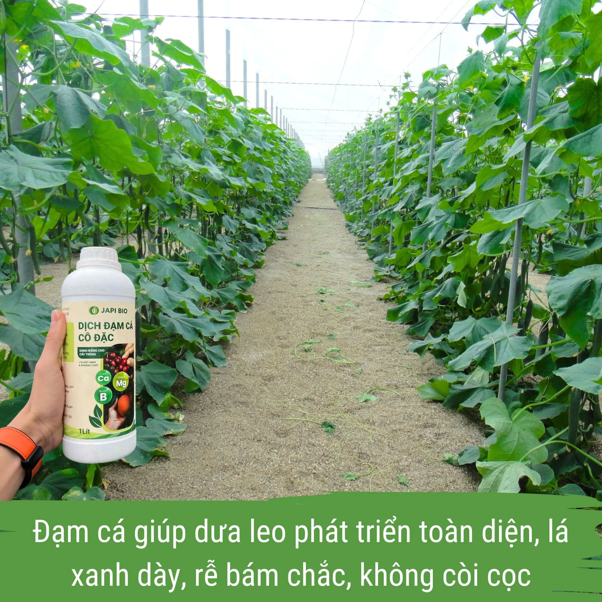 phân bón dưa leo - dịch đạm cá cô đặc japi bio