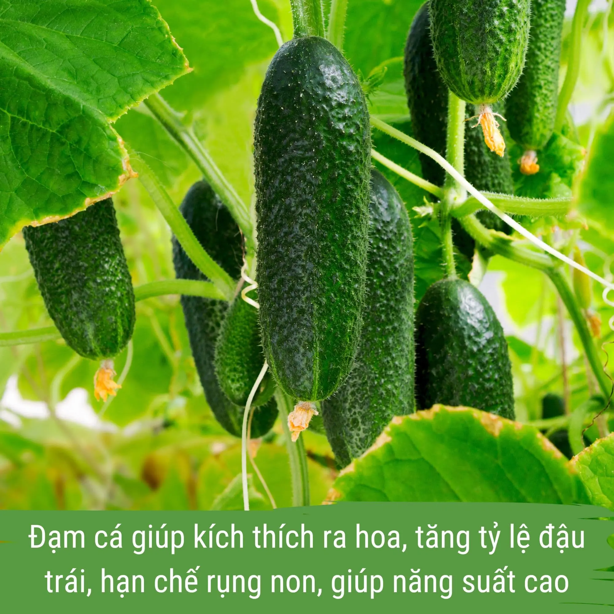 phân bón dưa leo - dịch đạm cá cô đặc japi bio