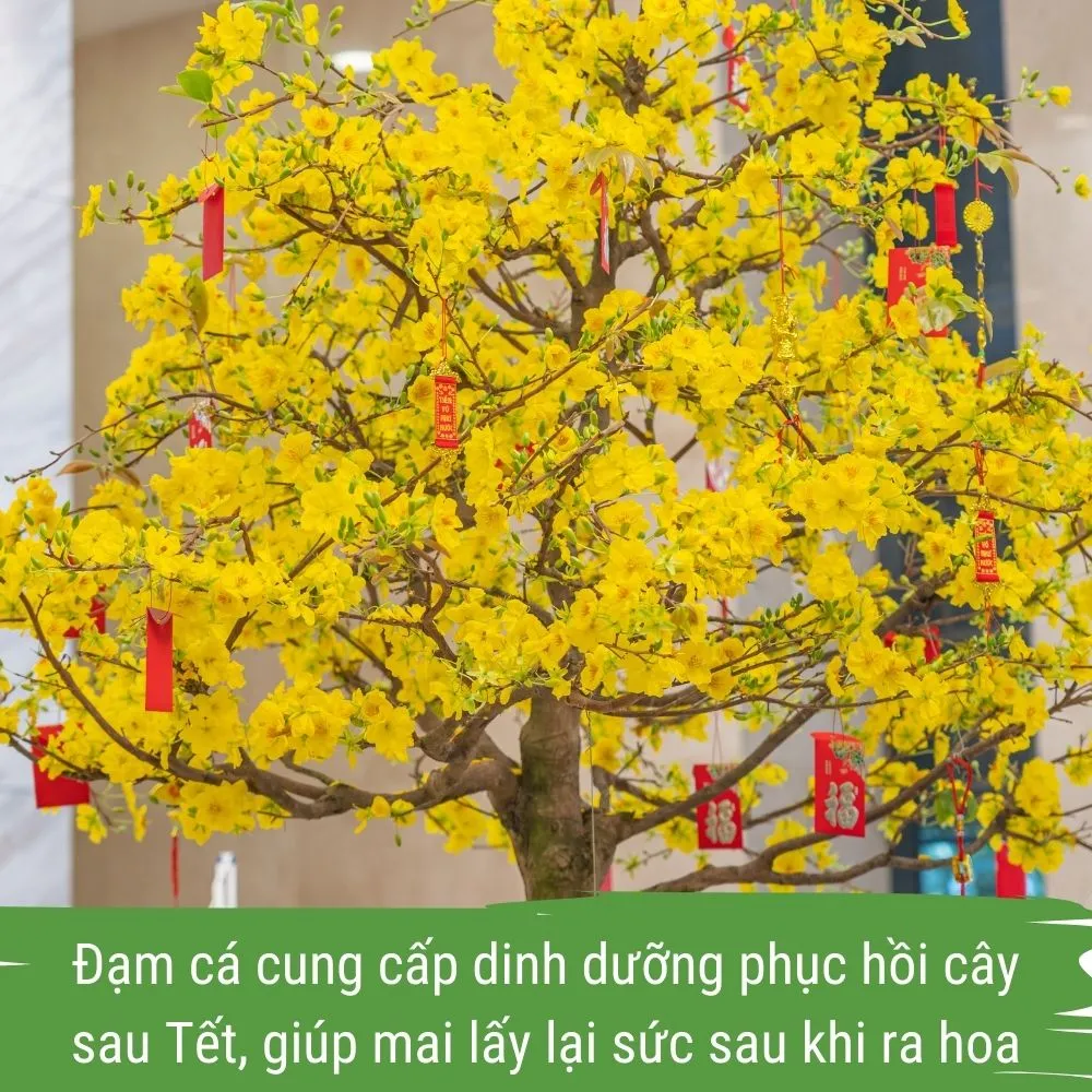 phân bón hữu cơ cho mai vàng - đạm cá amino japi bio