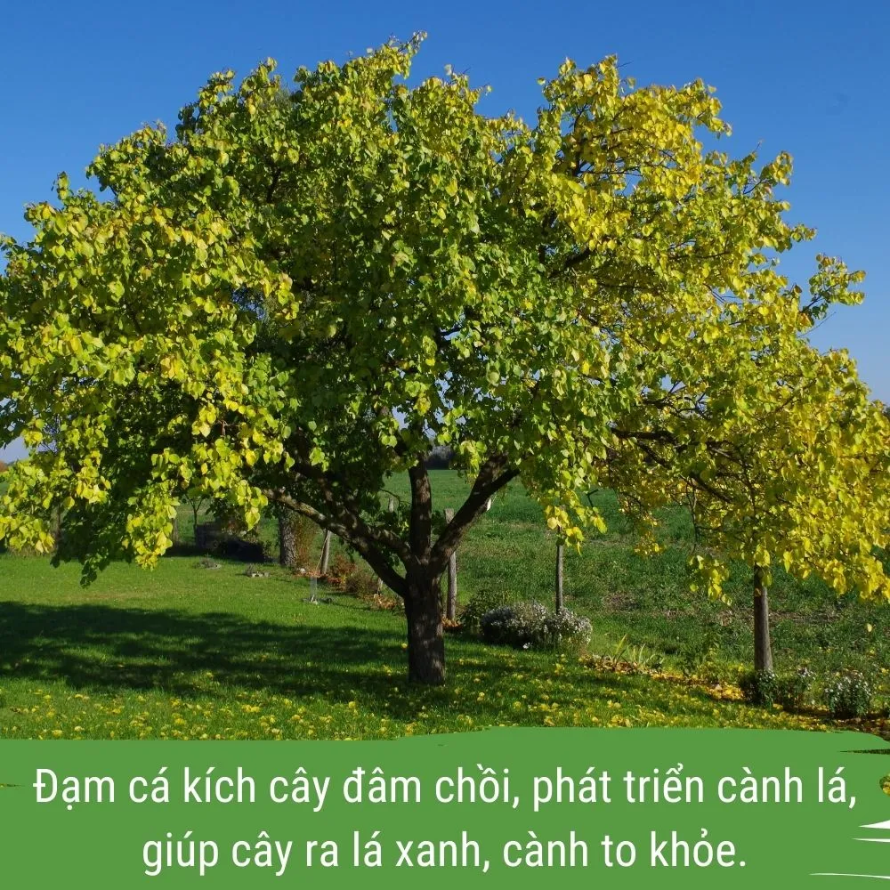 phân bón hữu cơ cho mai vàng - đạm cá amino japi bio