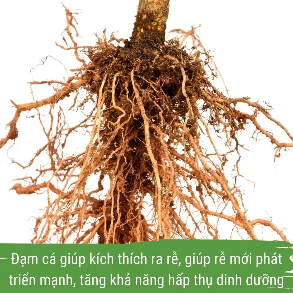 dam-ca-amino phân bón hữu cơ cho mai vàng - đạm cá amino japi bio