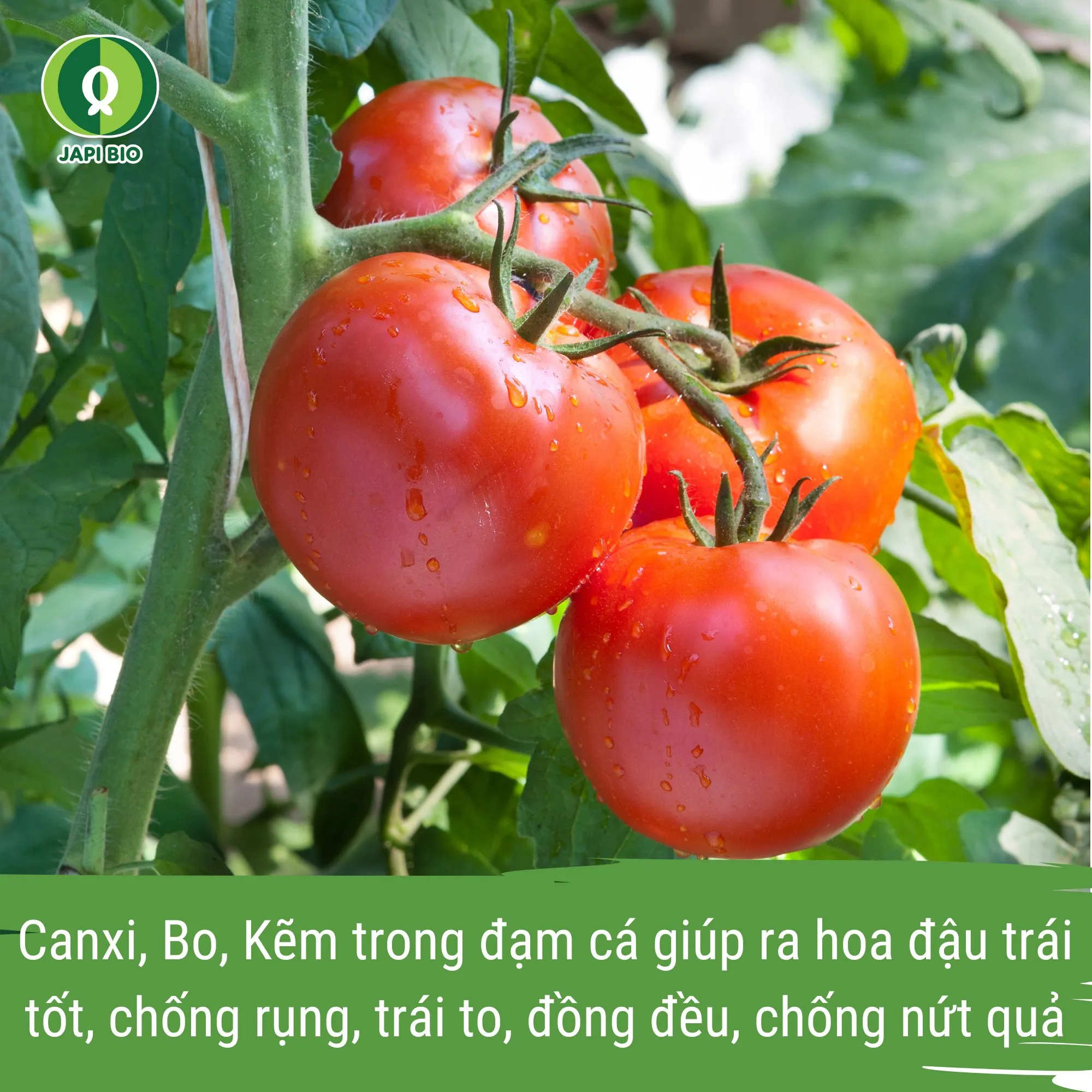 đạm cá japi bio - phân bón hữu cơ cho cây cà chua