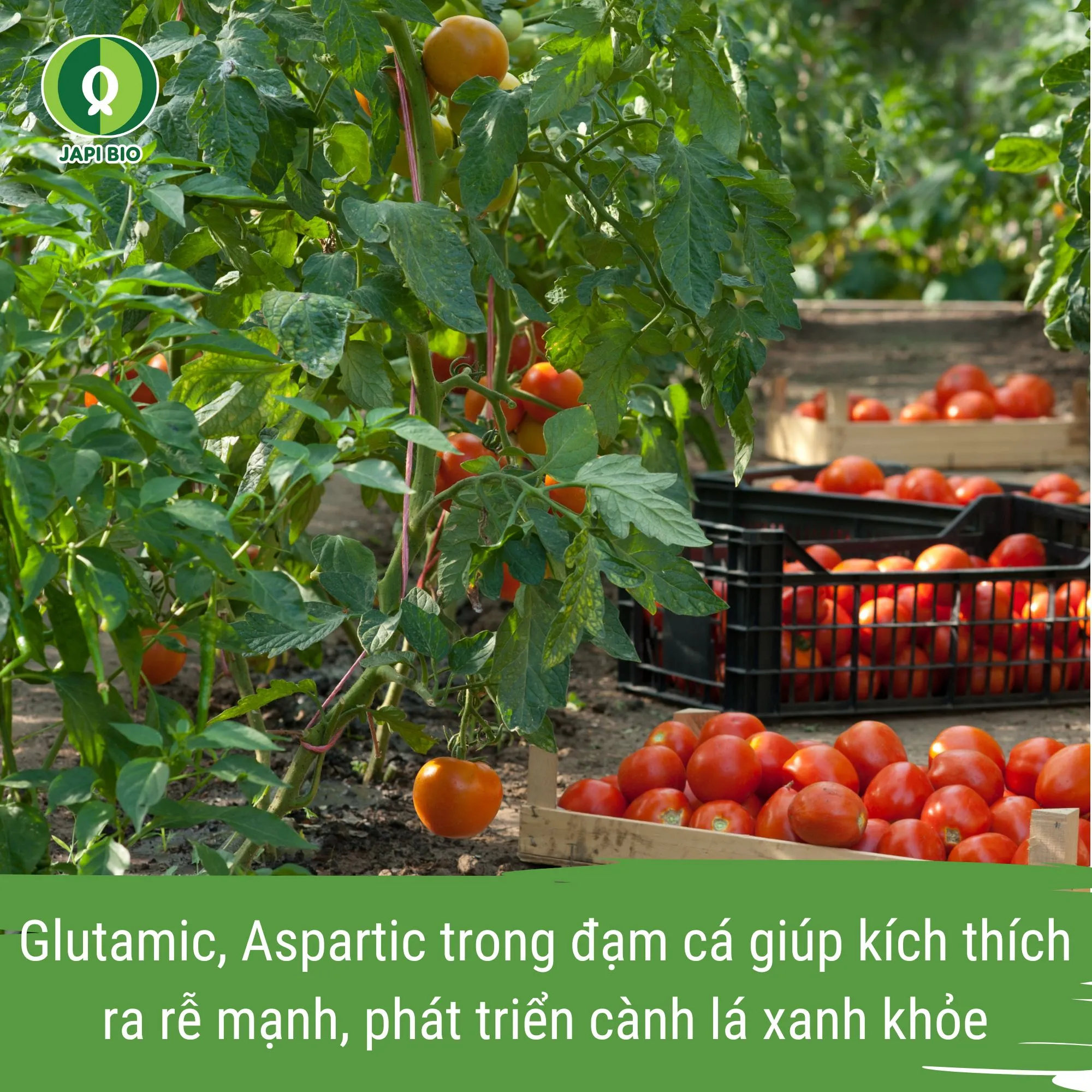 đạm cá japi bio - phân bón hữu cơ cho cây cà chua