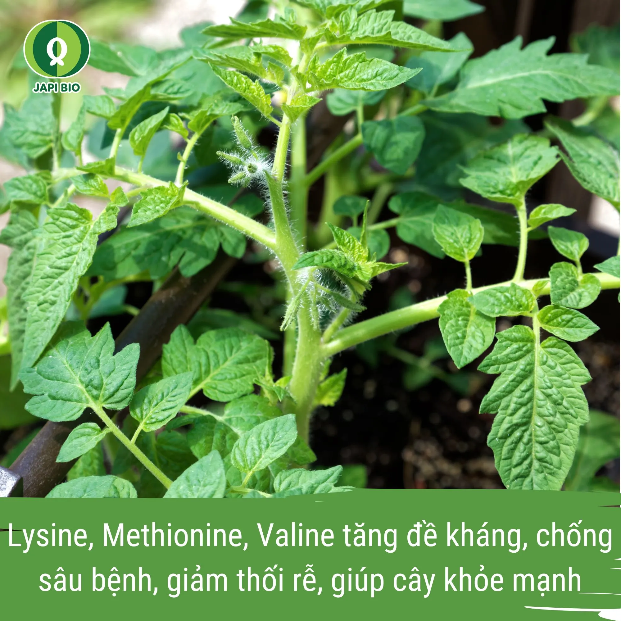 đạm cá japi bio - phân bón hữu cơ cho cây cà chua