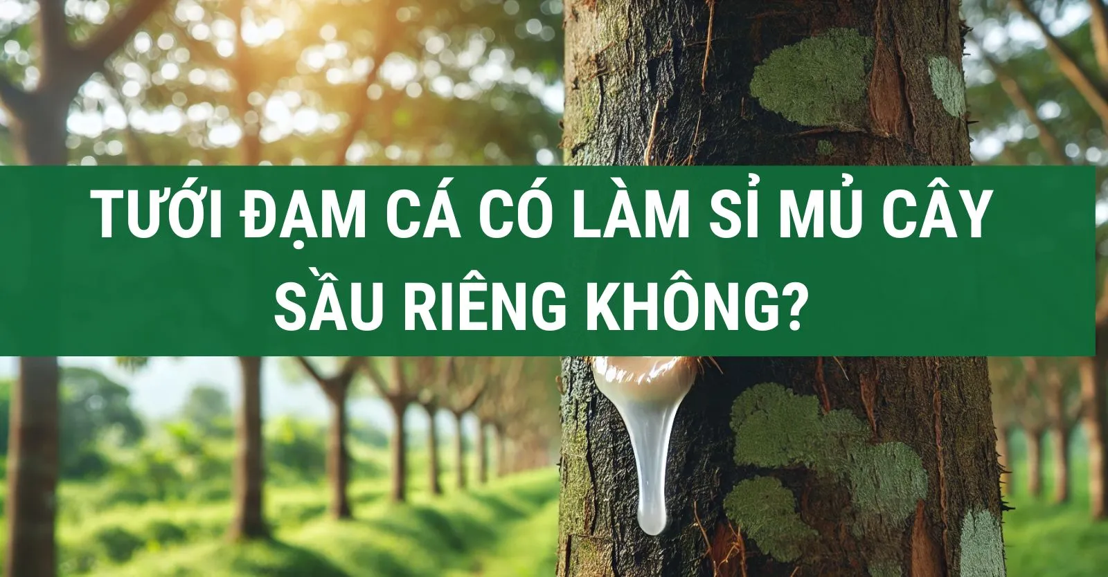 dam-ca-amino Tưới đạm cá có làm sỉ mủ sầu riêng không