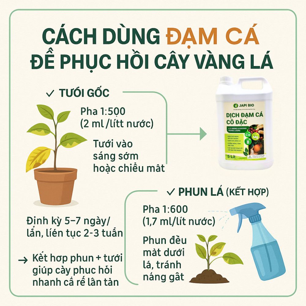 dam-ca-amino phục hồi cây suy yếu bằng đạm cá hữu cơ