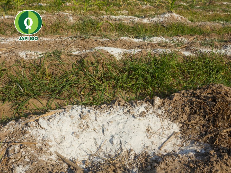 cải tạo đất bằng vôi sống