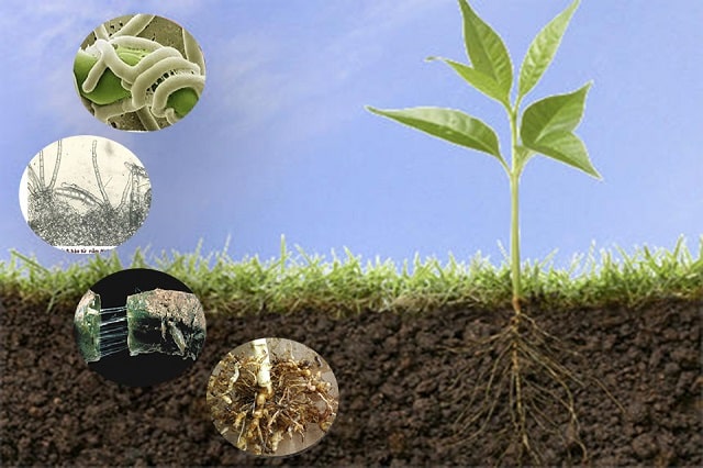 dam-ca-amino dam-ca-amino