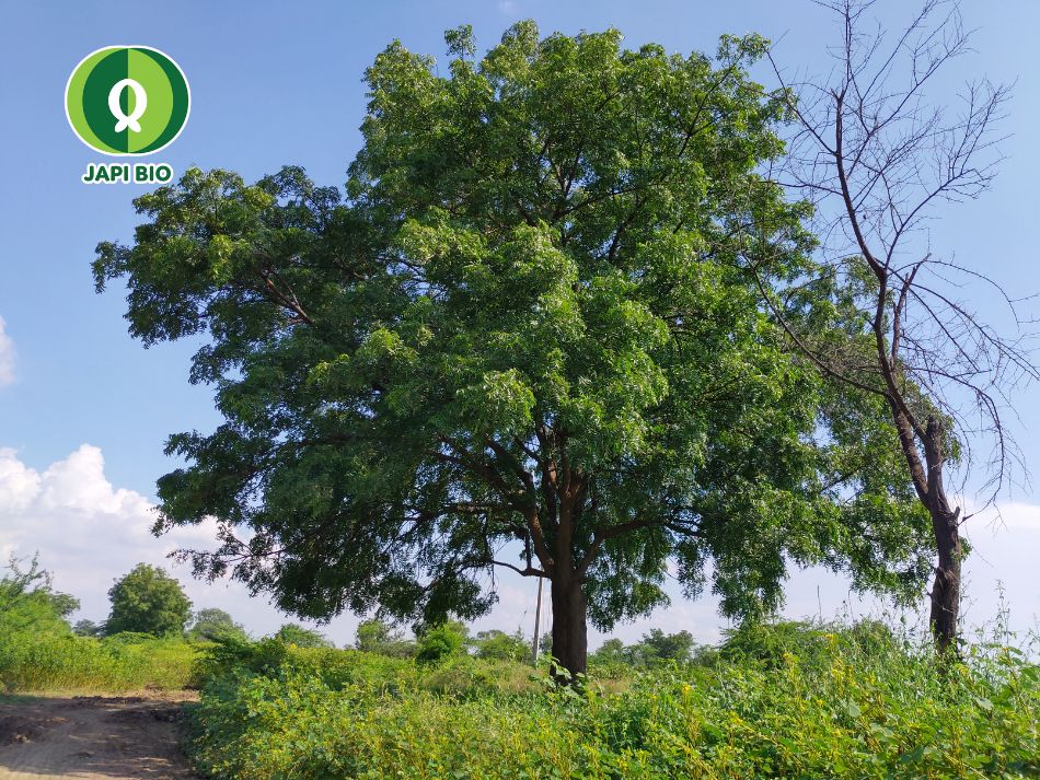 dam-ca-amino Cây xoan Ấn Độ - Neem