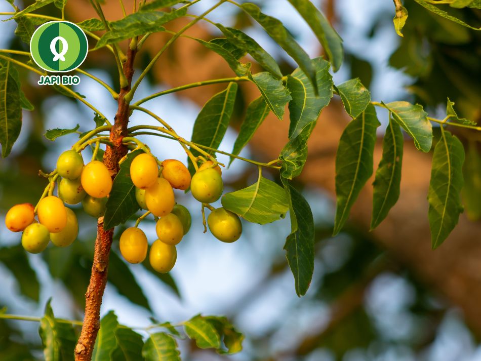 dam-ca-amino dam-ca-amino