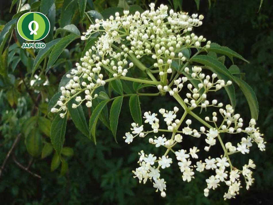 dam-ca-amino dam-ca-amino