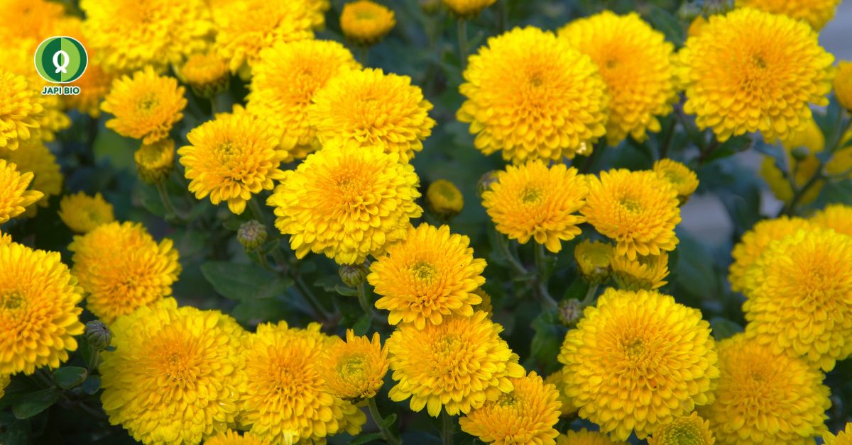 dam-ca-amino dam-ca-amino