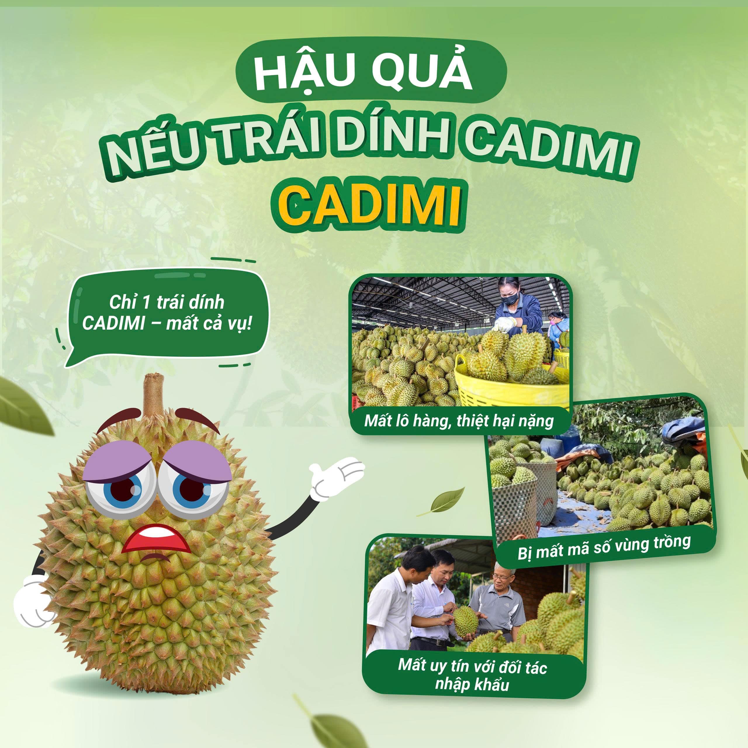 dam-ca-amino sầu riêng nhiễm cadimi