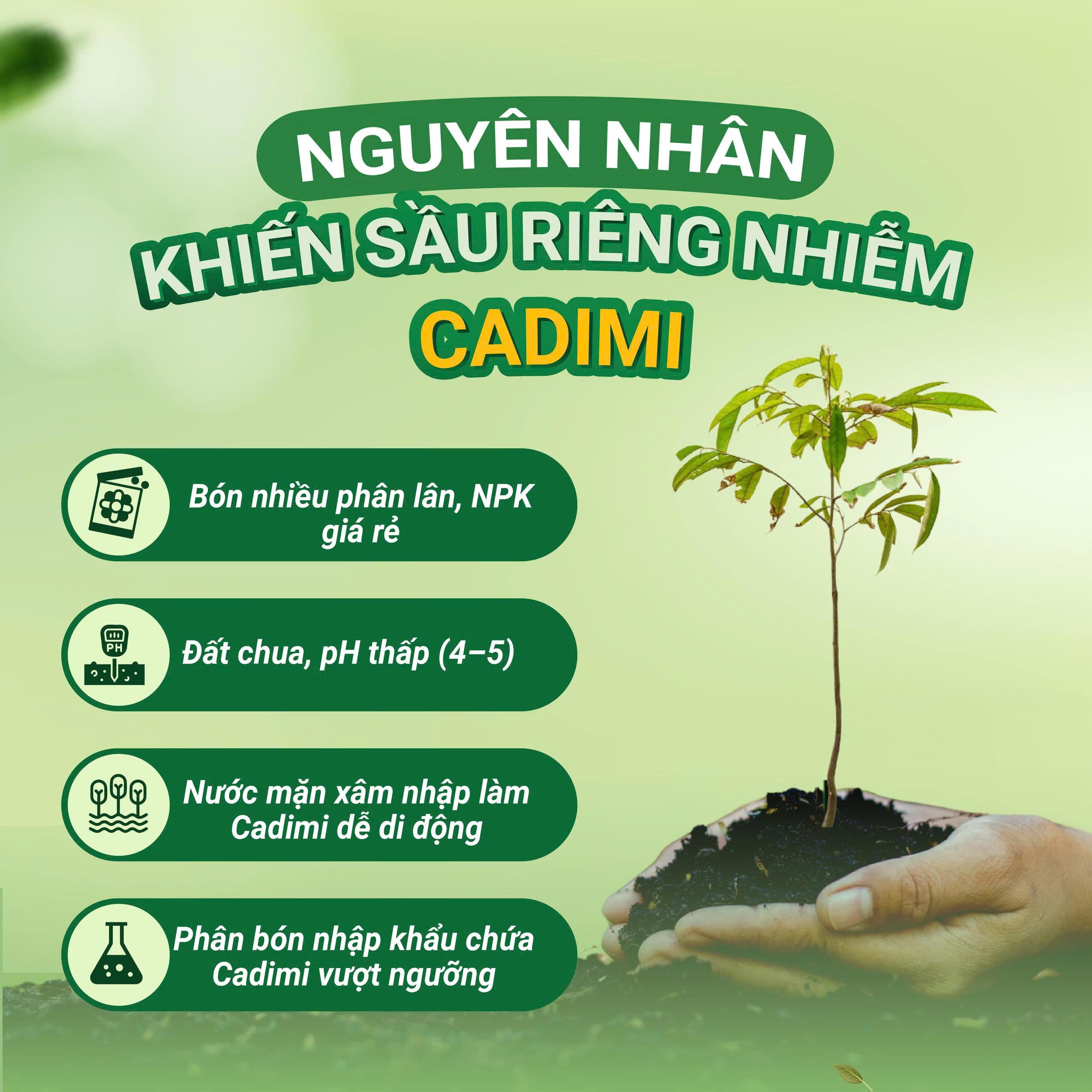 dam-ca-amino sầu riêng nhiễm cadimi
