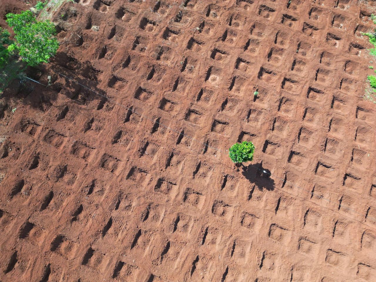 dam-ca-amino dam-ca-amino