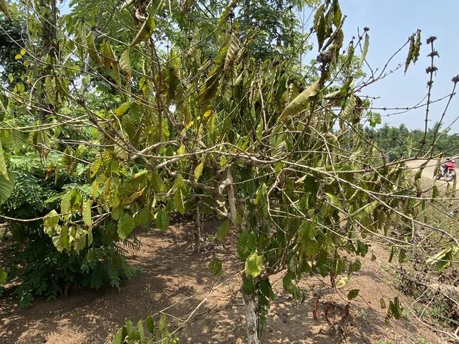 dam-ca-amino dam-ca-amino